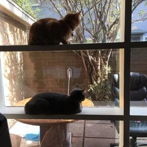 Meet your Posher, Kitty